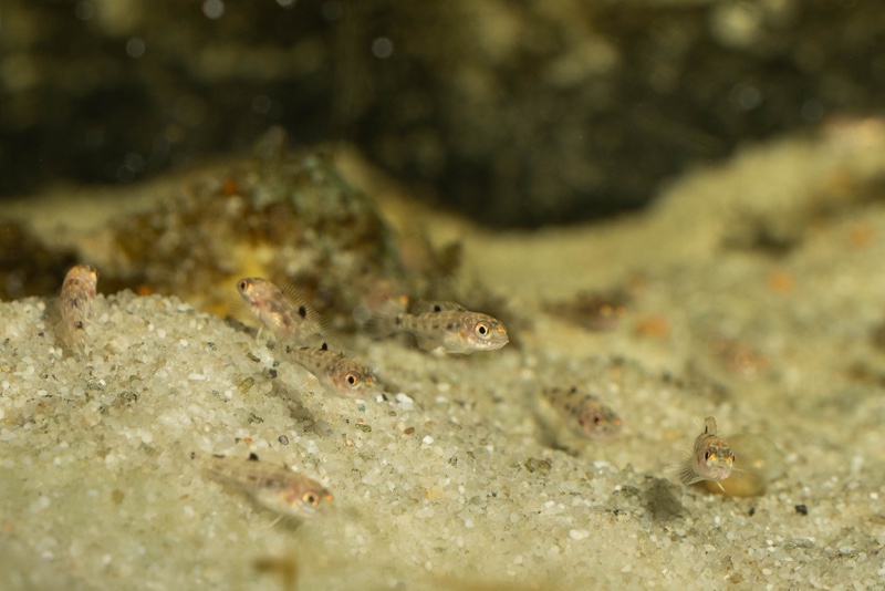 Lepidiolamprologus boulengeri 'Kigoma'